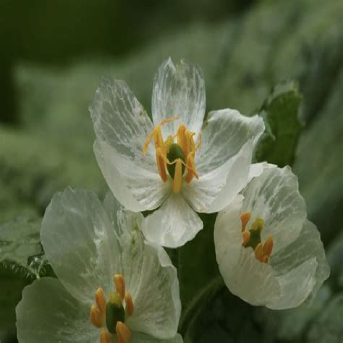 17 Mind-blowing Facts About Skeleton Flower
