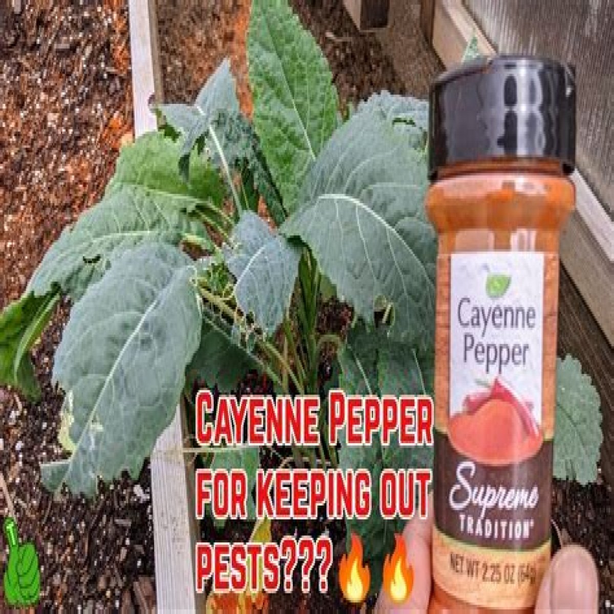 I'm a gardener – stop using cayenne pepper to ward off pests, do my cheap solution instead