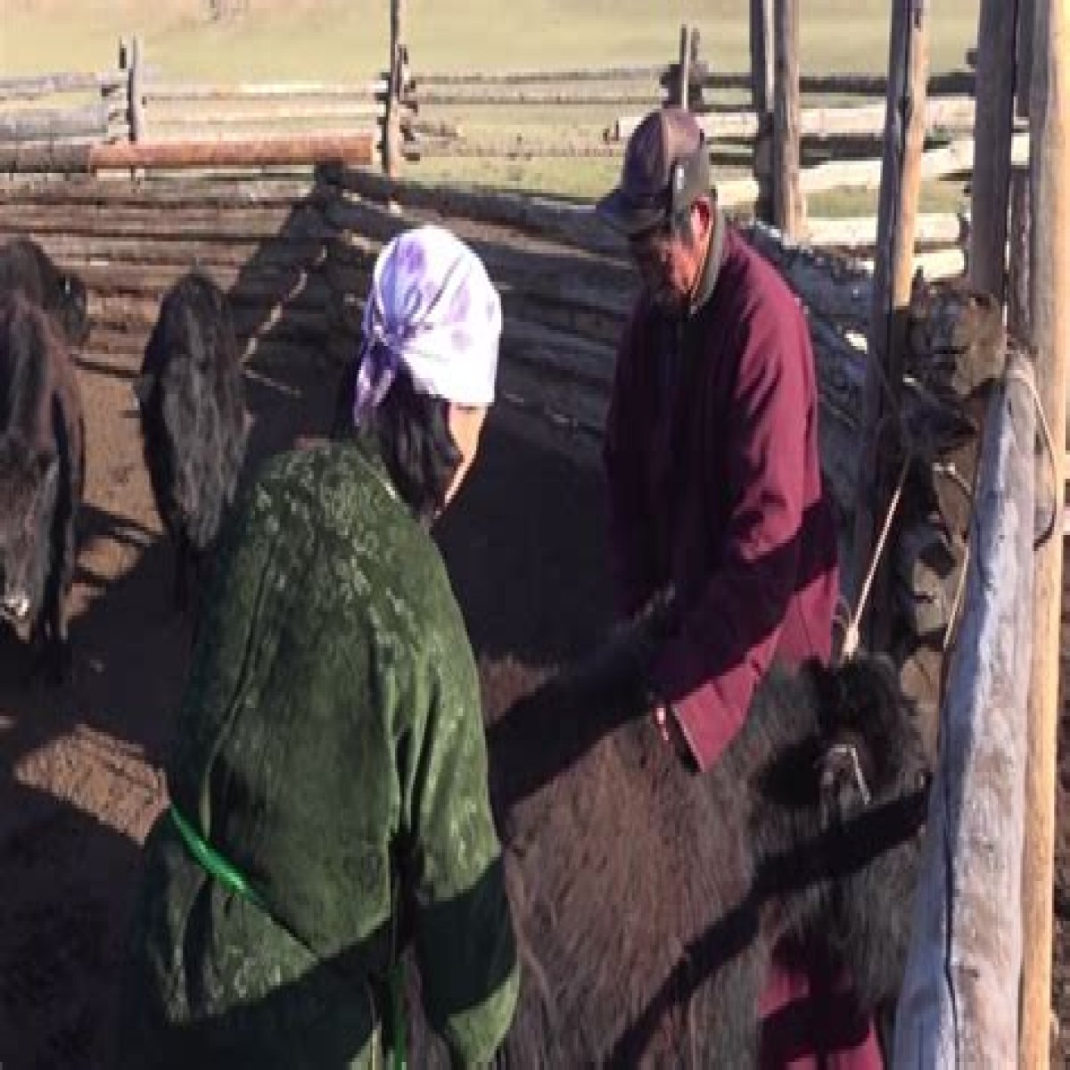 Yak fur spins profits for Mongolian herders | Business and Economy